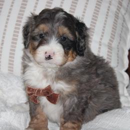 Teddy AVAILABLE - Blue merle male Bernedoodle puppy in Apple Creek, Ohio from Kathryn Troyer
