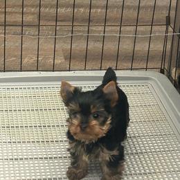 Male 2 - Black and tan male Yorkshire Terrier puppy in Kissimmee, Florida from Bebe AKC Puppies