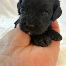 Dopey - Black and white male Cockapoo puppy in Adrian, Oregon from ApplebyFarm