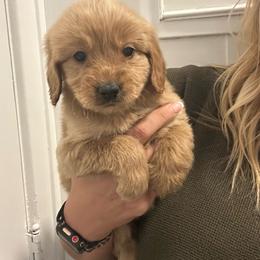 Caramel - Apricot female Goldendoodle puppy in Warren, Michigan from Annette Patterson