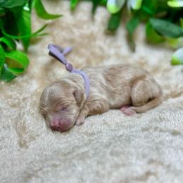 Oyster - Apricot female Goldendoodle puppy in Haltom City, Texas from Ohana Doodles