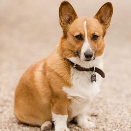 Pembroke Welsh Corgis from Top Shelf Livestock