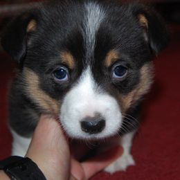 Pembroke Welsh Corgi Puppies from XOXO Corgis
