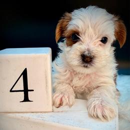 Parti' girl - Parti female Yorkshire Terrier puppy in Machesney Park, Illinois from Three Yorkie Family