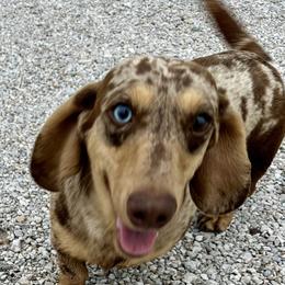 Teddy - Dachshund