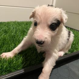 Buckley - Black and white male Border Collie puppy in Holden, Missouri from Spotted Feather Farm