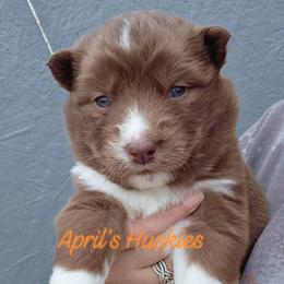 Girl 3 - Red and white female Siberian Husky puppy in Terre Haute, Indiana from April's Huskies