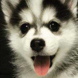 Pomeranians and Pomskies from Mumble Blue Pomskies