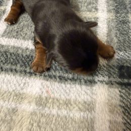 Speedy - Black and gold male Yorkshire Terrier puppy in Escondido, California from Yorkies of Escondido