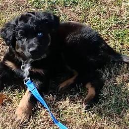 Licorice - Black tri-color male Australian Shepherd puppy in Charlotte, North Carolina from Tranquility Trail Aussies