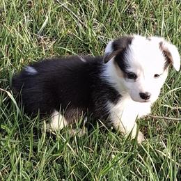 Indy - Black and tan female Pembroke Welsh Corgi puppy in Hillsville, Virginia from Bonderosa Kennels