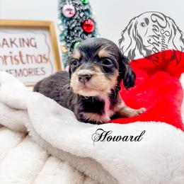Howard - Black and cream male Dachshund puppy in Prairieville, Louisiana from Southern Barron Danes & Dachshunds