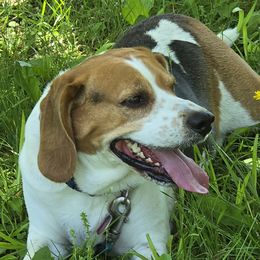 Zue - Beagle
