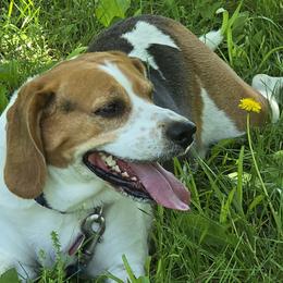 Zue - Beagle