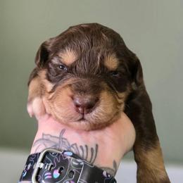 Otter - Red tri-color male Australian Shepherd puppy in London, Kentucky from Kenmont Kennels