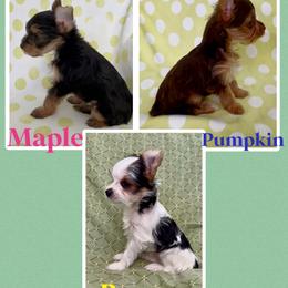 Yorkshire Terrier Puppies from Vanessa Alvarez