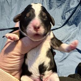 Black boy tri - Tri-color Bernedoodle puppy in Lake, Michigan from 3 King Doodles & Poodles