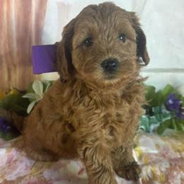 Purple Collar - Apricot female Goldendoodle puppy in Waterford, California from Windy Hill Doodles