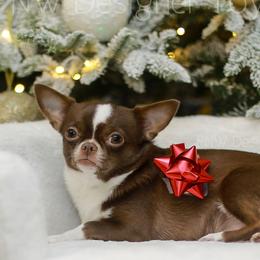Chihuahuas and Pomeranians from PNW Designer Toy Breeds