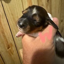 Girl 1 - Piebald female Dachshund puppy in Paisley, Florida from Pantheon Dachshunds
