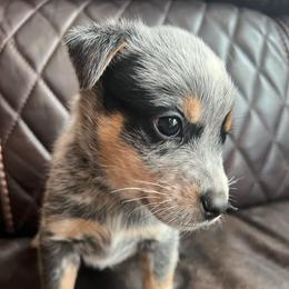 Shep - Blue speckled male Australian Cattle Dog puppy in Reed Point, Montana from Heelers and Highlands