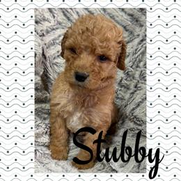 Stubby - Red  male Goldendoodle puppy in Ankeny, Iowa from Iowadoodles2love