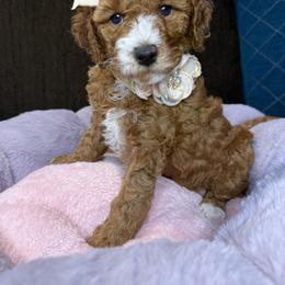 Grace - Red  female Goldendoodle puppy in Miami, Florida from Magdoodles