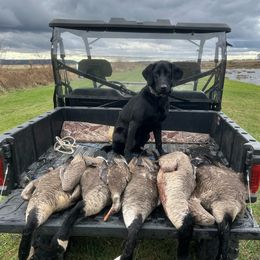 Labrador Retriever All Grown Up from Hallelujah Retrievers