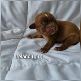 Ireland - Ruby female Cavalier King Charles Spaniel puppy in Le Roy, New York from Heirloom Cavaliers
