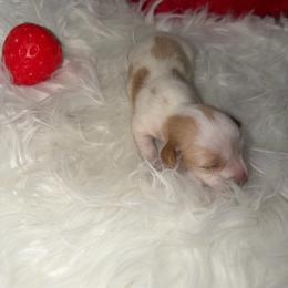 Akc Tinkerbell - Piebald female Dachshund puppy in Erie, Michigan from Champagne’s Grinch Toe’d Dachshunds