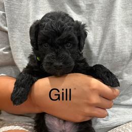 Gill green collar - Black male Whoodle puppy in Pima, Arizona from Schmidt's K9s