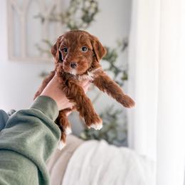 Reed - Red  male Goldendoodle puppy in Greencastle, Indiana from Willow & Co.