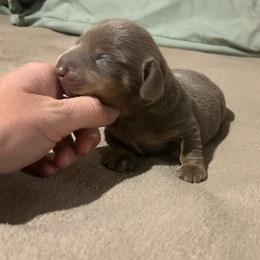 Pooh - Fawn (isabella) and tan male Dachshund puppy in Louisa, Kentucky from Mini Doxies of Eastern KY