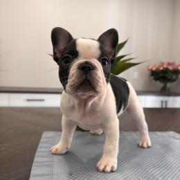 Pied - Black and white male French Bulldog puppy in Smithfield, North Carolina from Roughneck Frenchies
