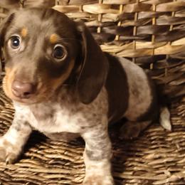 Dachshunds from Seaside Dachshunds