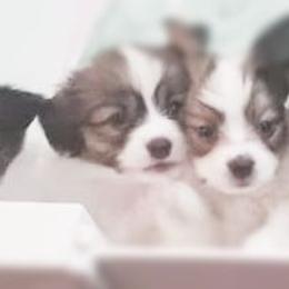 Papillon Puppies from Playful Papillon's
