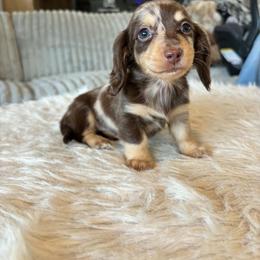 Truffle - Dapple female Dachshund puppy in Price, Utah from Stone Kennels