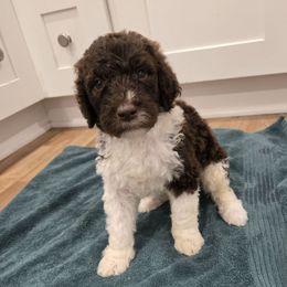 Lucky - male Newfypoo puppy in Mckenzie, Tennessee from Small Town Doodles & Poodles