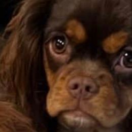 Simon (Hershey ) - Cavalier King Charles Spaniel