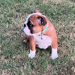 Daisy - Red Bulldog puppy in Salina, Kansas from Big Pine Bulldogs