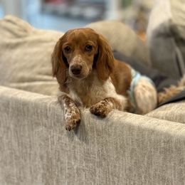 Maisie - Dachshund