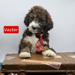 Vector - Sable male Bernedoodle puppy in Neillsville, Wisconsin from Granton Creek