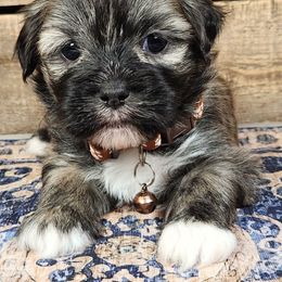 Sticks - Brindle female Lhasa Apso puppy in Jefferson, New York from Absolute Lhasa Love