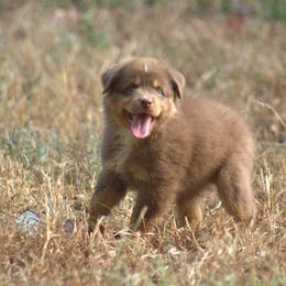 Miniature Australian Shepherd Puppies from MAC's Cirkles 8 Aussies
