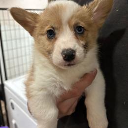 Tucker - White and red male Pembroke Welsh Corgi puppy in Springfield, Missouri from Taylor