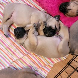 Bullmastiff Puppies from Sunny Beach Bullmastiffs