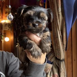Snow Flake - Black and tan female Yorkshire Terrier puppy in South Lake Tahoe, California from Sierra Nevada Yorkies