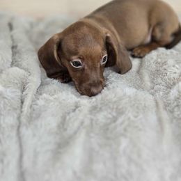 RED MALE 2 - Red male Dachshund puppy in Lufkin, Texas from Dixie Chic Frenchies