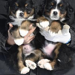 Bernese Mountain Dog, Golden Mountain Dog, and Golden Retriever Puppies from Grateful Bernese & Gage's Goldens
