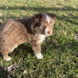 Red tri male 2 - Red tri male Toy Australian Shepherd puppy in Springfield, Missouri from Donnie's Miniature & Toy Australian Shepherds